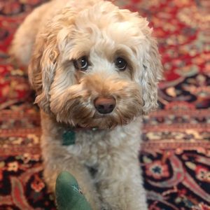 Meet your Posher, Oliver